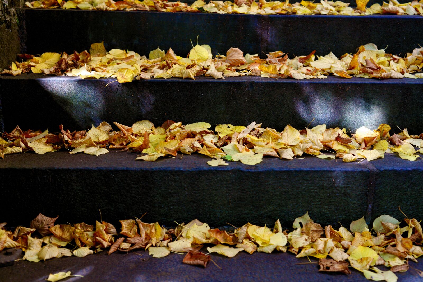 Nikon D610 sample photo. Leaves, autumn, fall foliage photography