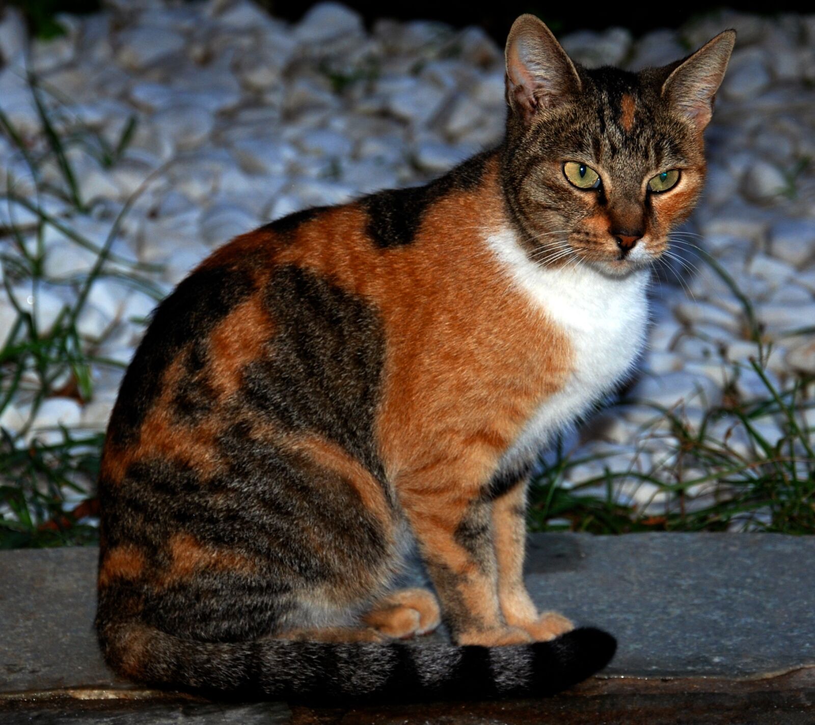 Nikon D80 sample photo. Cat, mammals, portrait photography