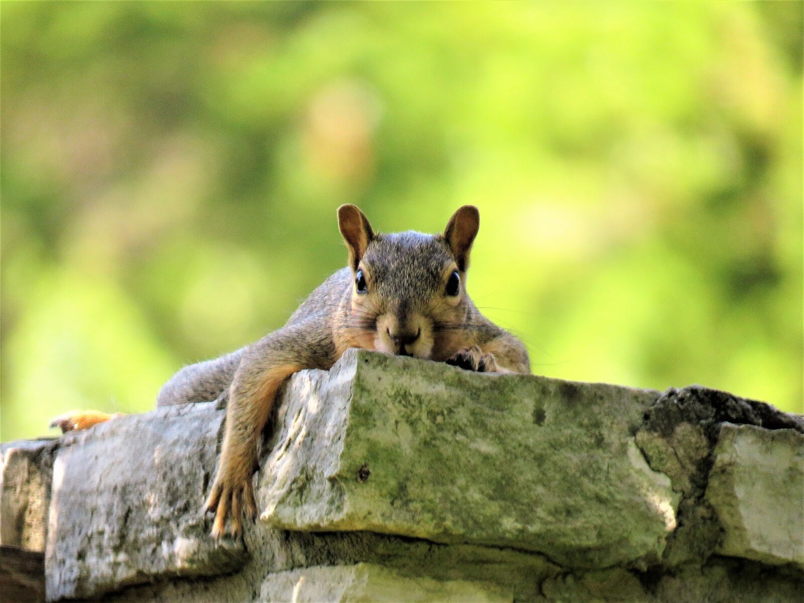 Canon PowerShot SX60 HS sample photo. Squirrel, cute, brown and photography