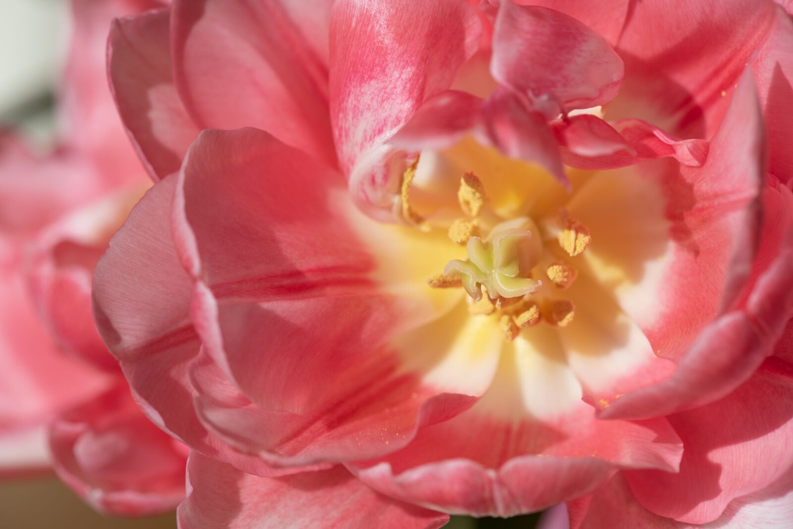 Nikon D750 sample photo. Tulip, blossom, bloom photography