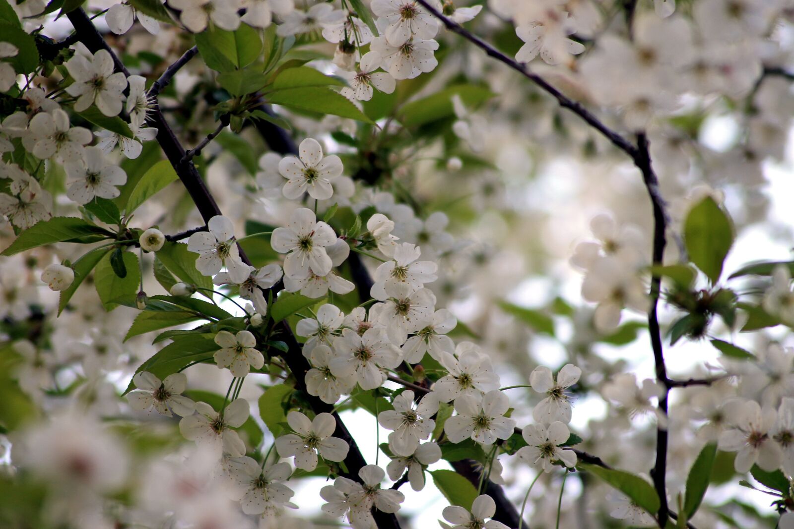 Canon EOS 1100D (EOS Rebel T3 / EOS Kiss X50) sample photo. Spring, bloom, flowers photography