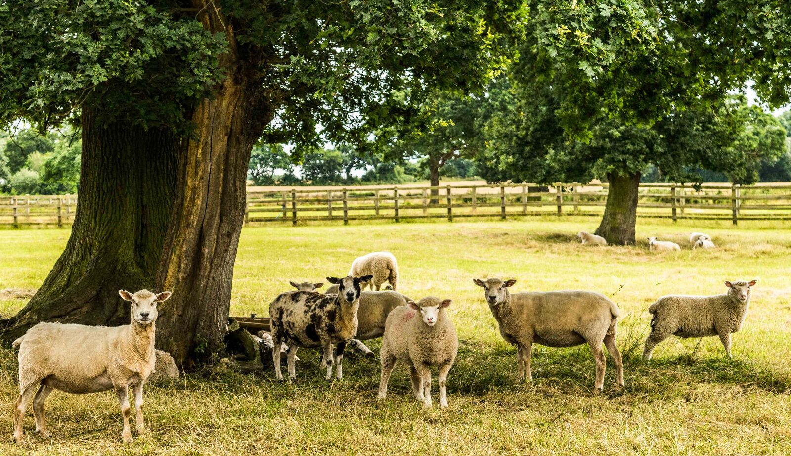 Nikon D3300 sample photo. Countryside, sheep photography