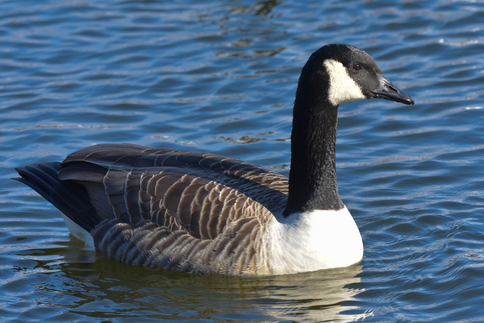 Nikon D3400 sample photo. Nature, waterfowl, bird photography