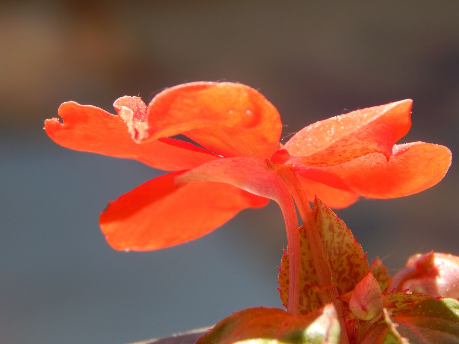 Nikon Coolpix L830 sample photo. Red, flower, flora photography