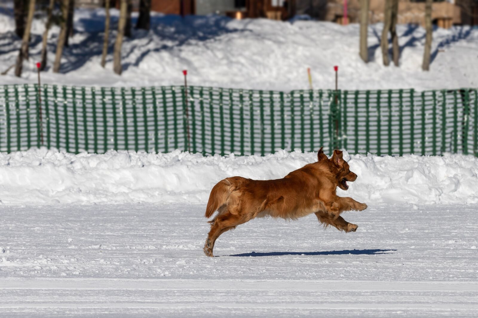 Canon EOS 6D Mark II sample photo. Dog, snow, jump photography