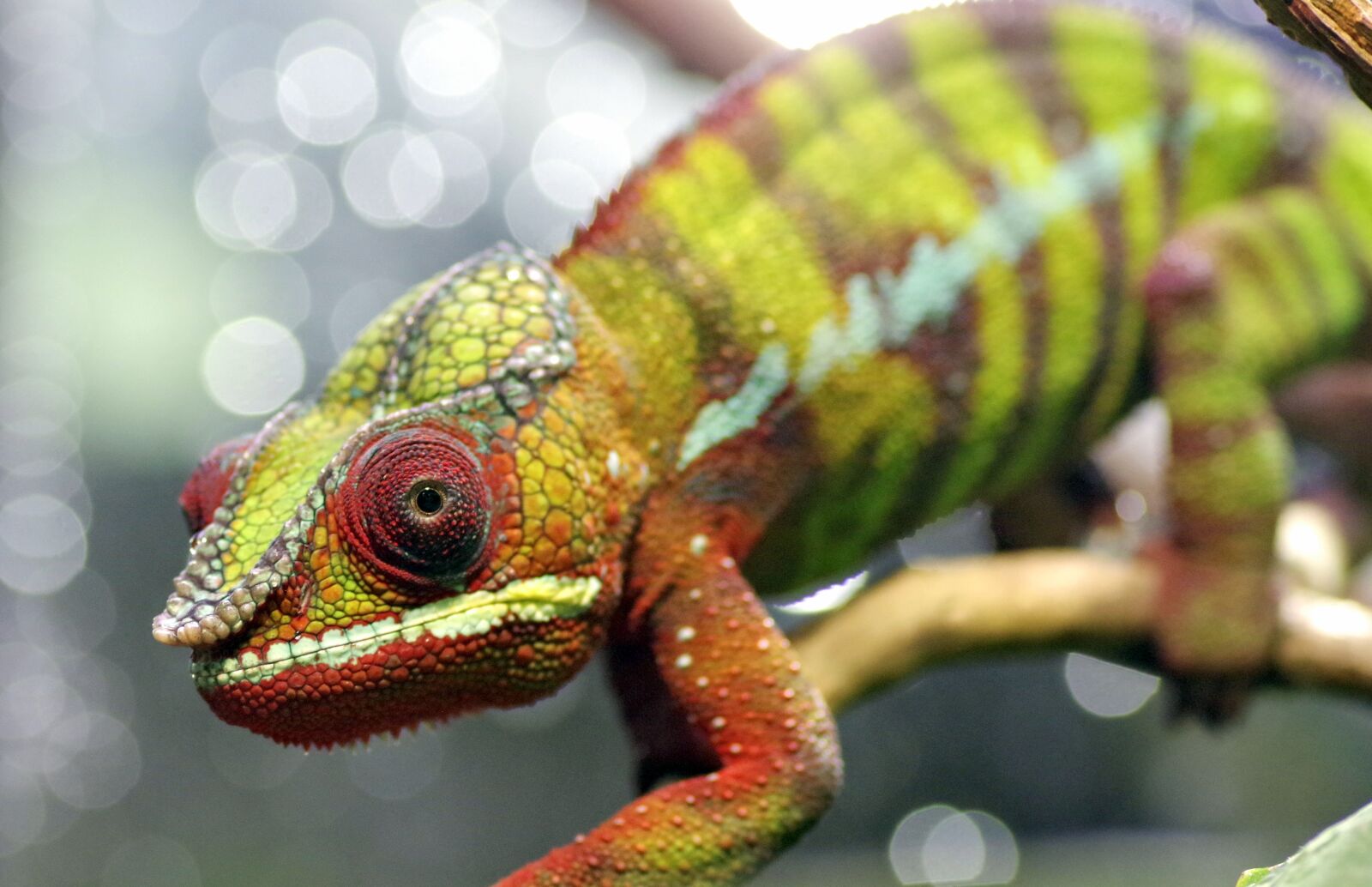 Pentax K-S2 sample photo. Chameleon, gad, the lizard photography