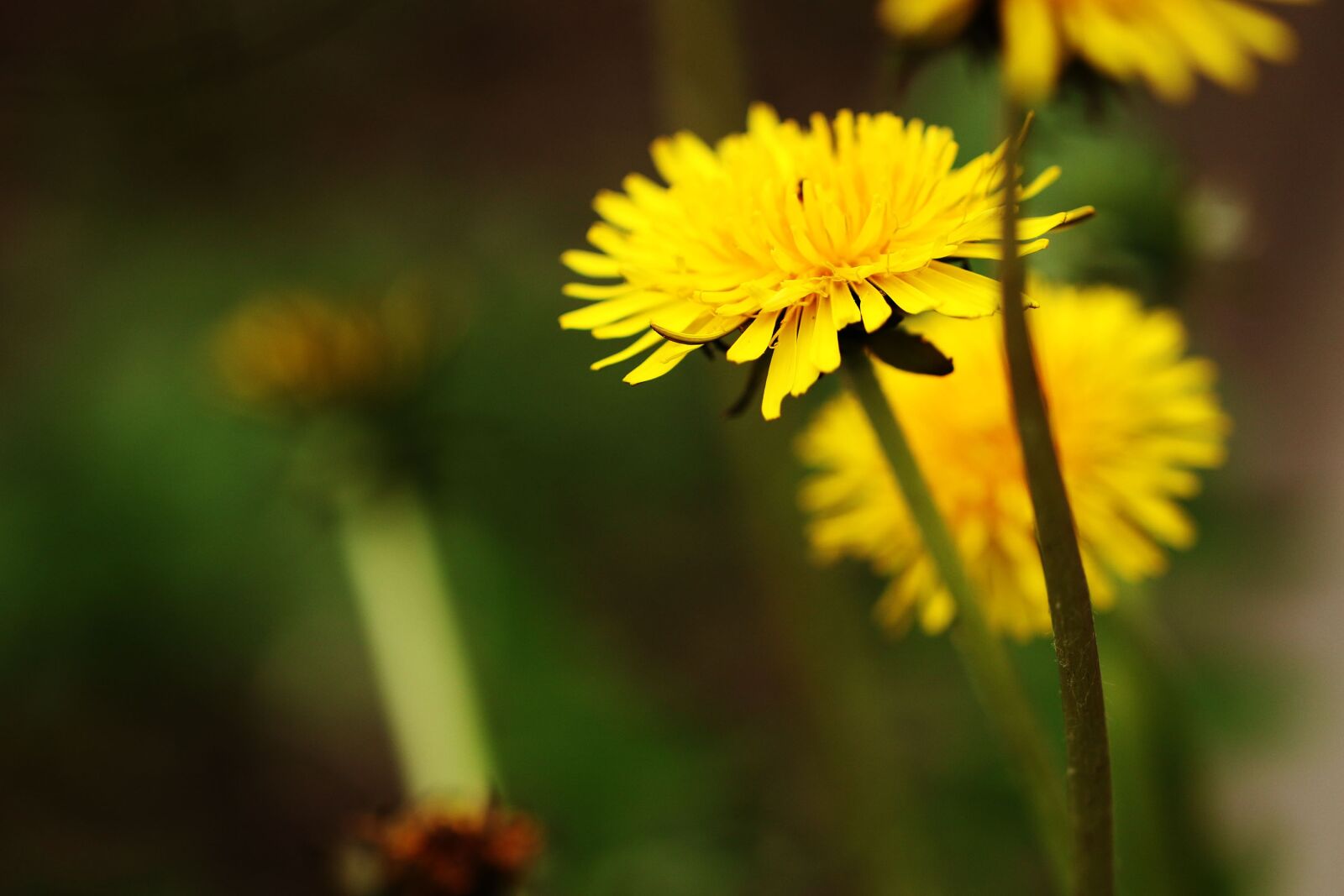 Canon EOS 7D Mark II sample photo. Dandelion, spring, spring flower photography