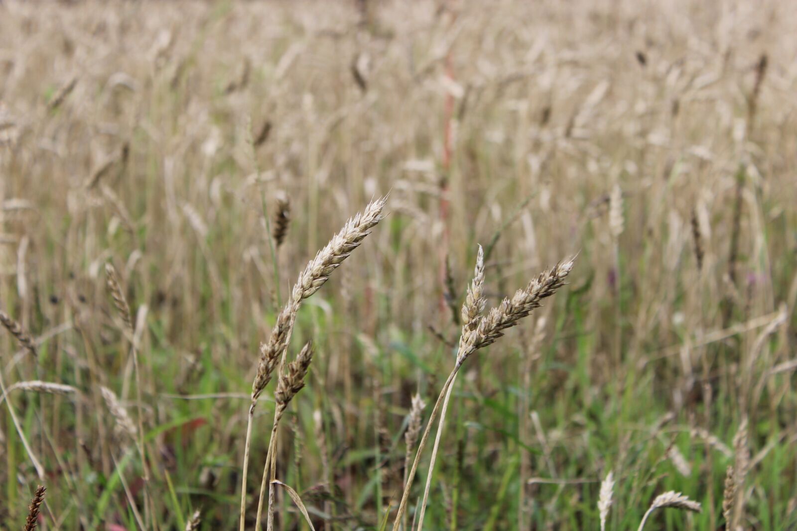 Canon EOS 600D (Rebel EOS T3i / EOS Kiss X5) sample photo. Wheat, field, nature photography