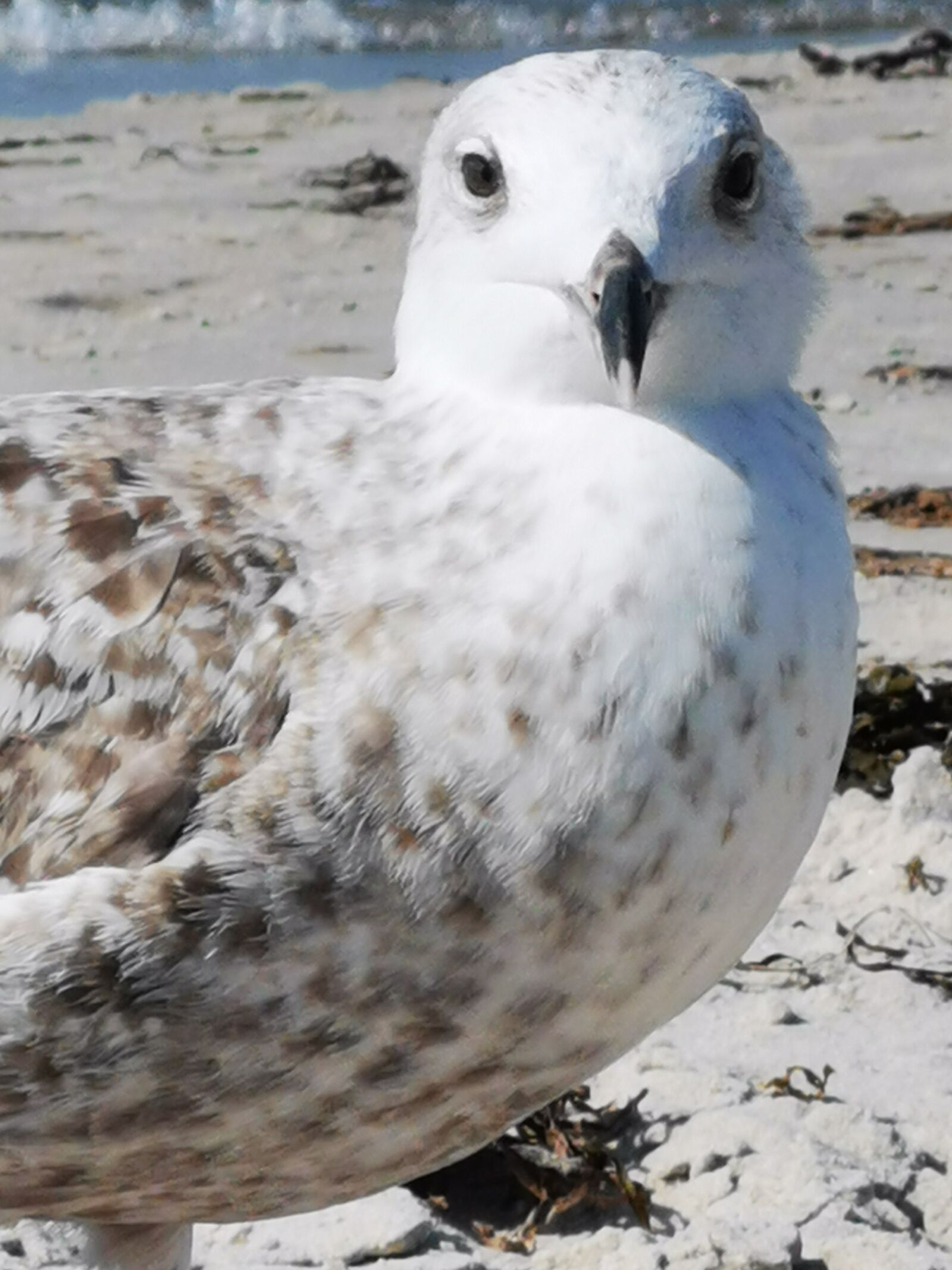 HUAWEI ELE-L29 sample photo. Seagull, beach, baltic sea photography