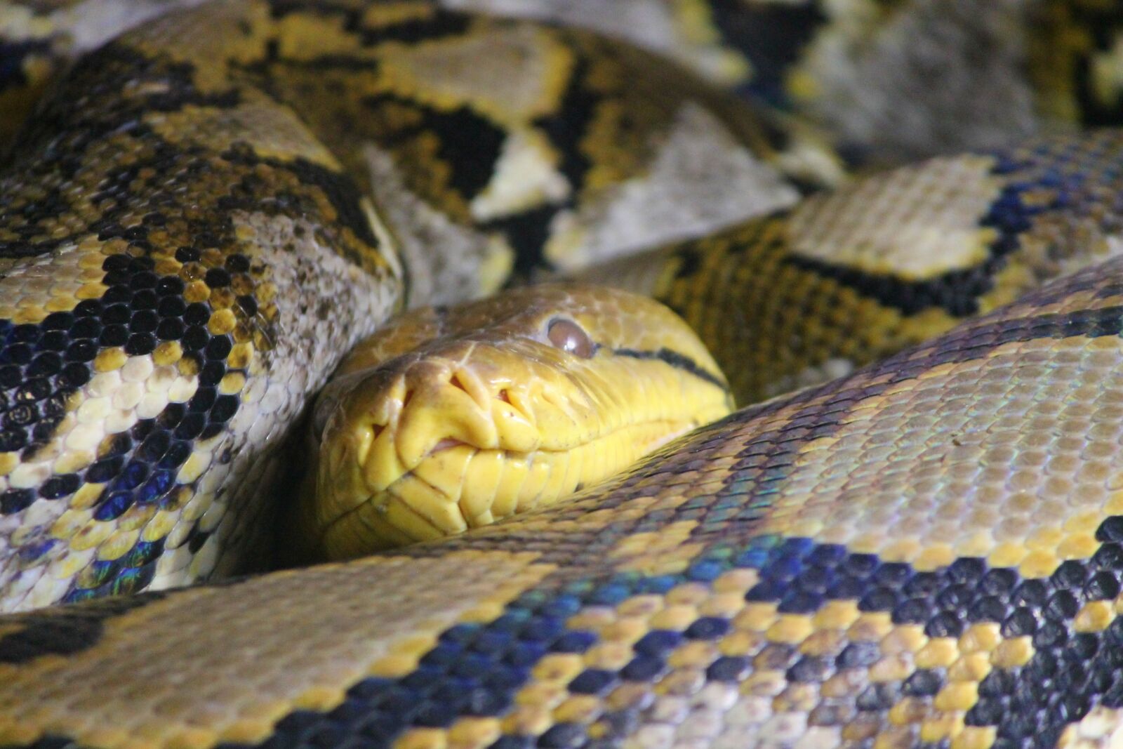 Canon EOS 1100D (EOS Rebel T3 / EOS Kiss X50) sample photo. Snake skin, python, net photography