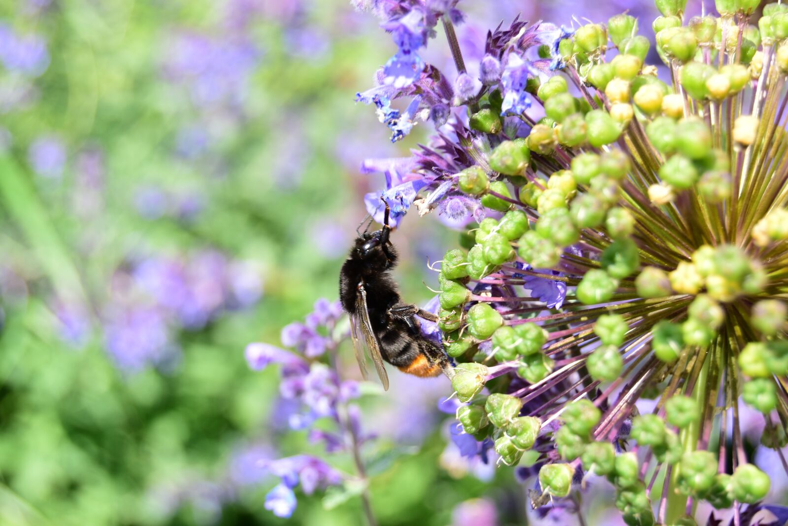 Nikon D5600 sample photo. Hummel climbs, climb, spring photography