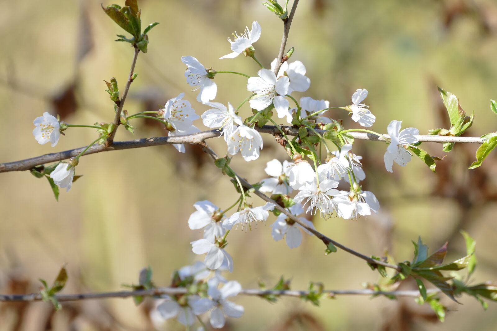 Panasonic Lumix DMC-FZ1000 sample photo. Blossom, fruit tree, spring photography