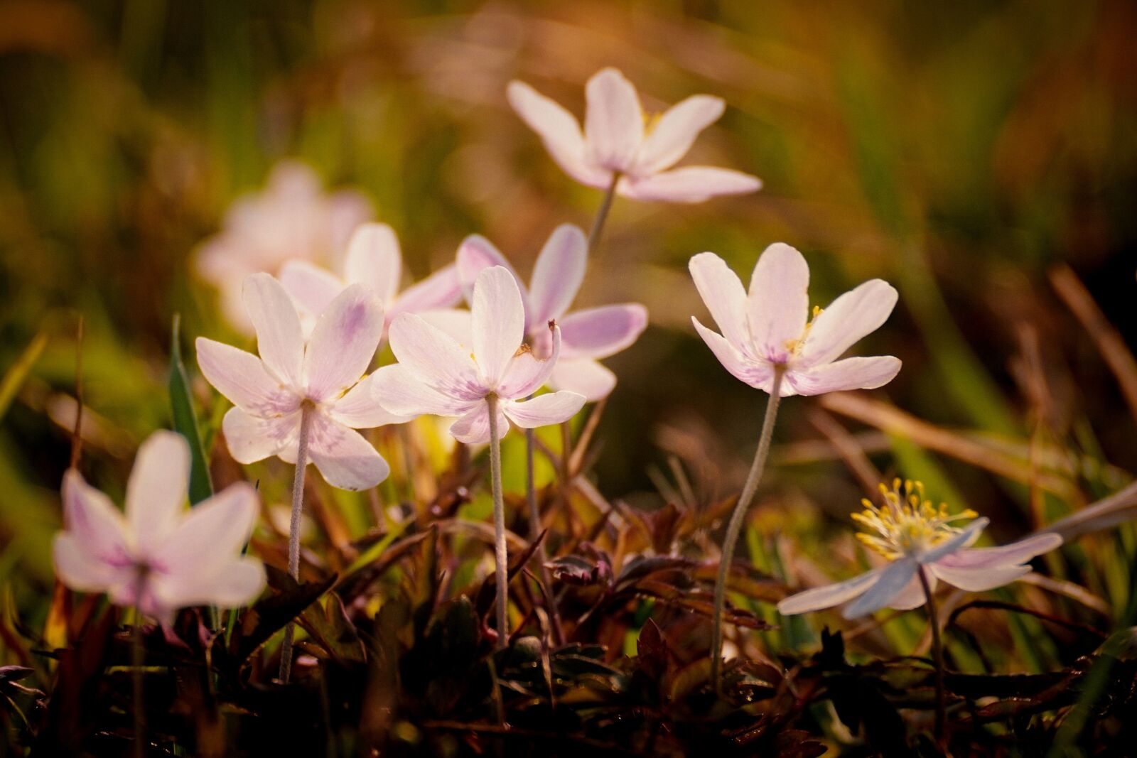 Sony DT 55-300mm F4.5-5.6 SAM sample photo. Wood anemone, forest, nature photography