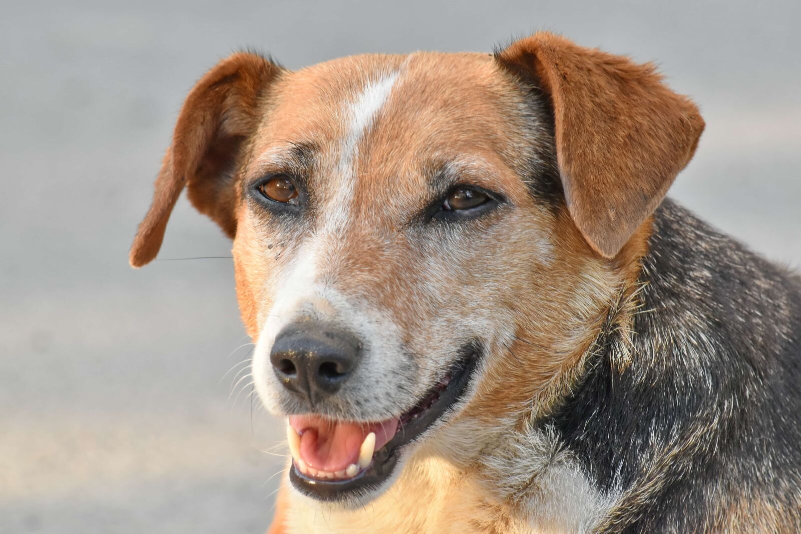 Nikon D5500 sample photo. Dog, head, hunting dog photography