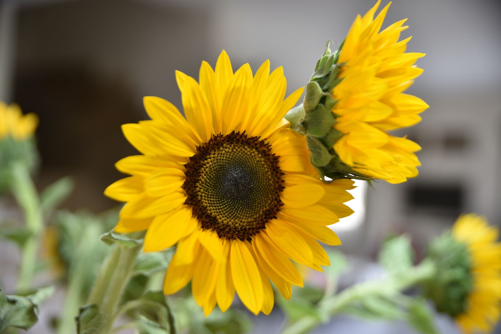 Nikon D750 sample photo. Sun, sunflower, flower photography