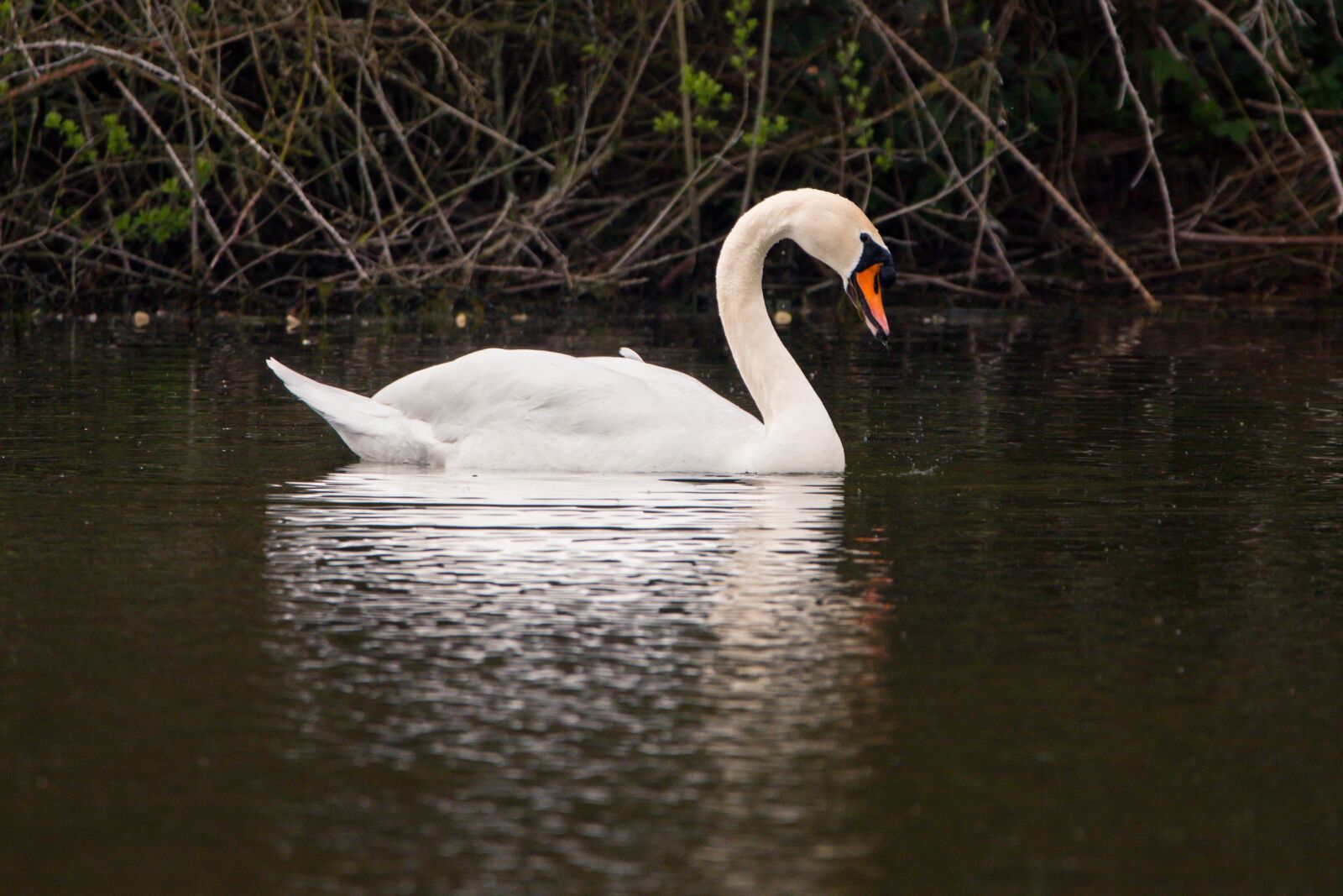 150-600mm F5-6.3 DG OS HSM | Contemporary 015 sample photo. Swan, water bird, swim photography