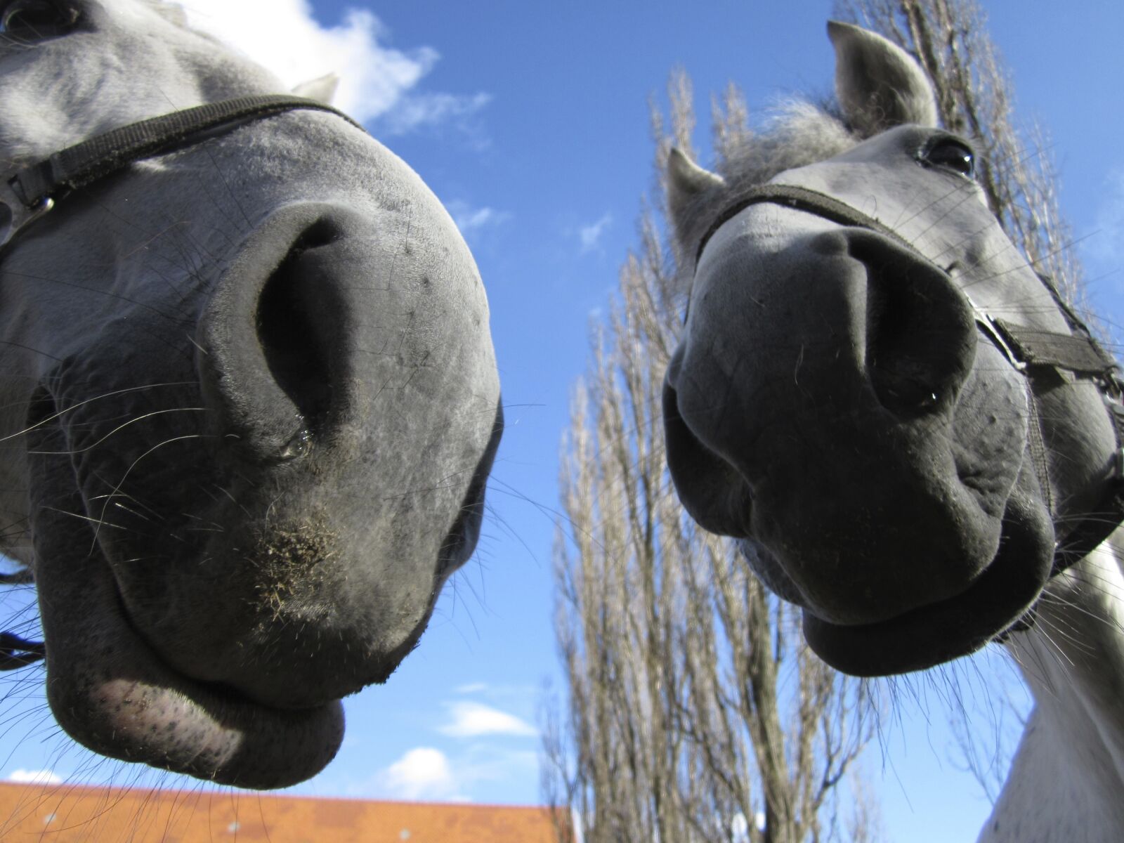 Canon PowerShot A1200 sample photo. Horses, noses, nostrils photography