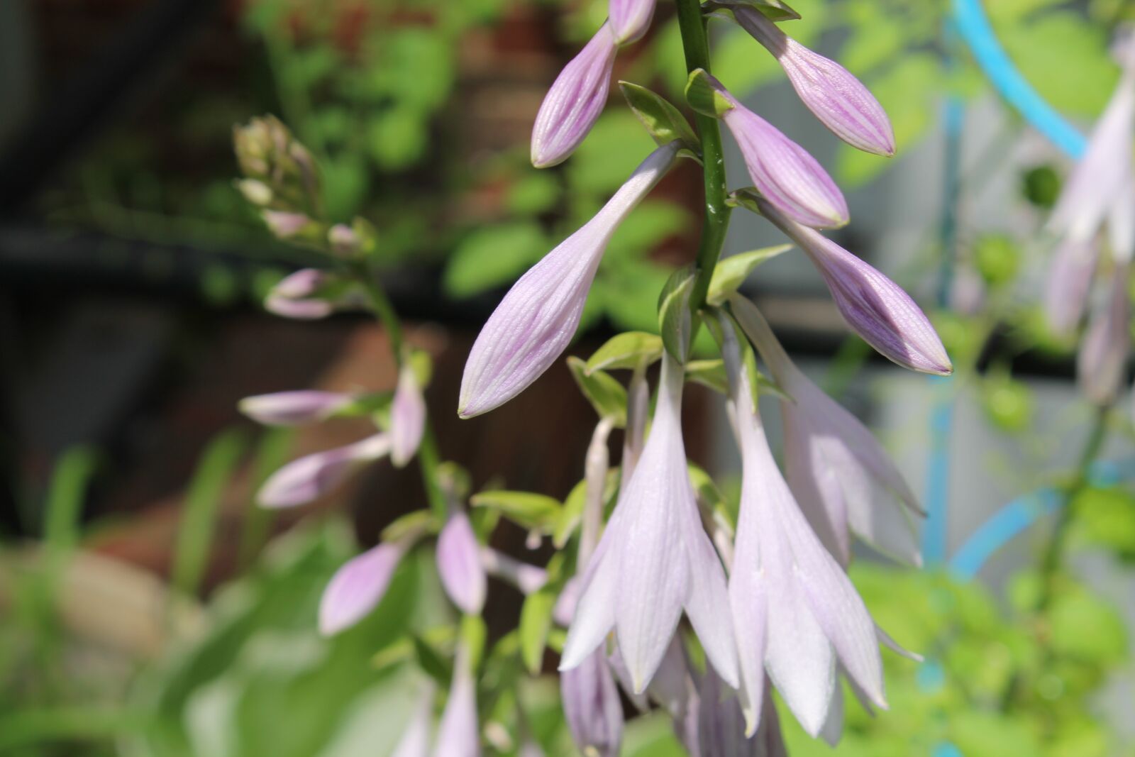 Canon EOS 1100D (EOS Rebel T3 / EOS Kiss X50) sample photo. Hosta, bloom, blossom photography
