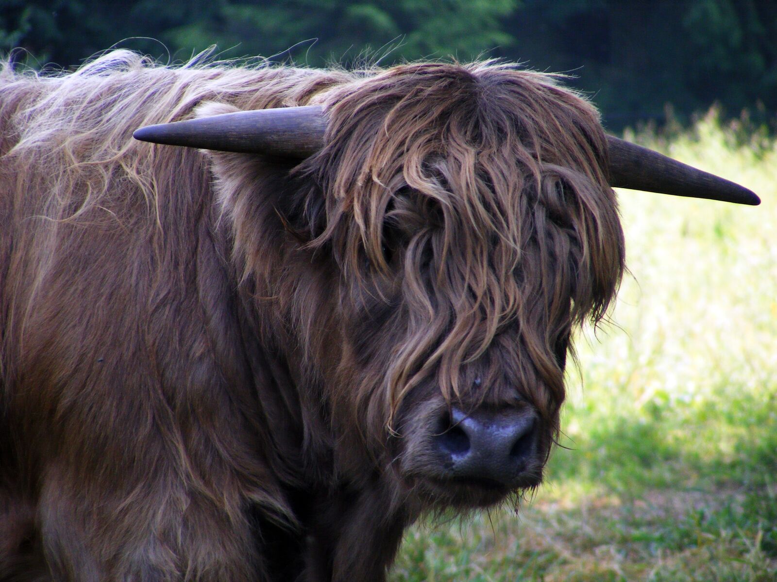 Fujifilm FinePix S5700 S700 sample photo. Animal, highland beef, close photography