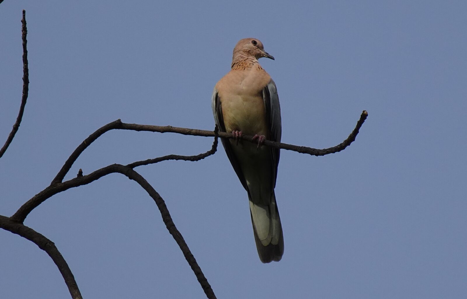 Sony DSC-WX800 sample photo. Dove, bird, laughing dove photography