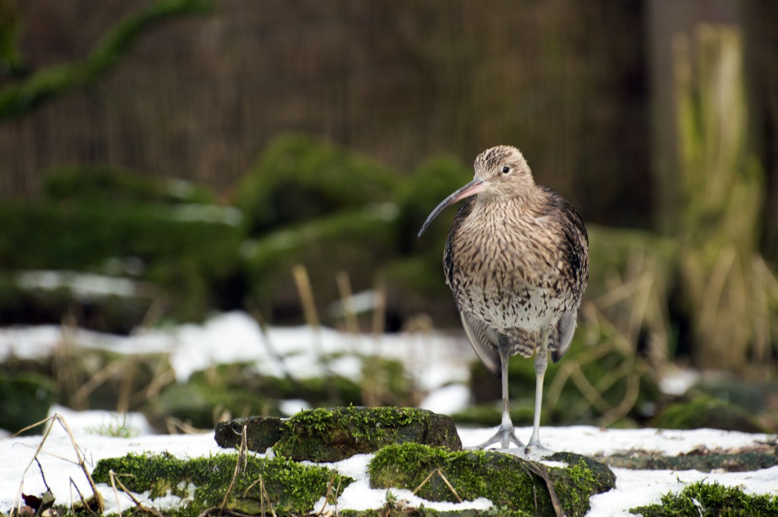 Nikon D3200 sample photo. Nature, bird, animal world photography