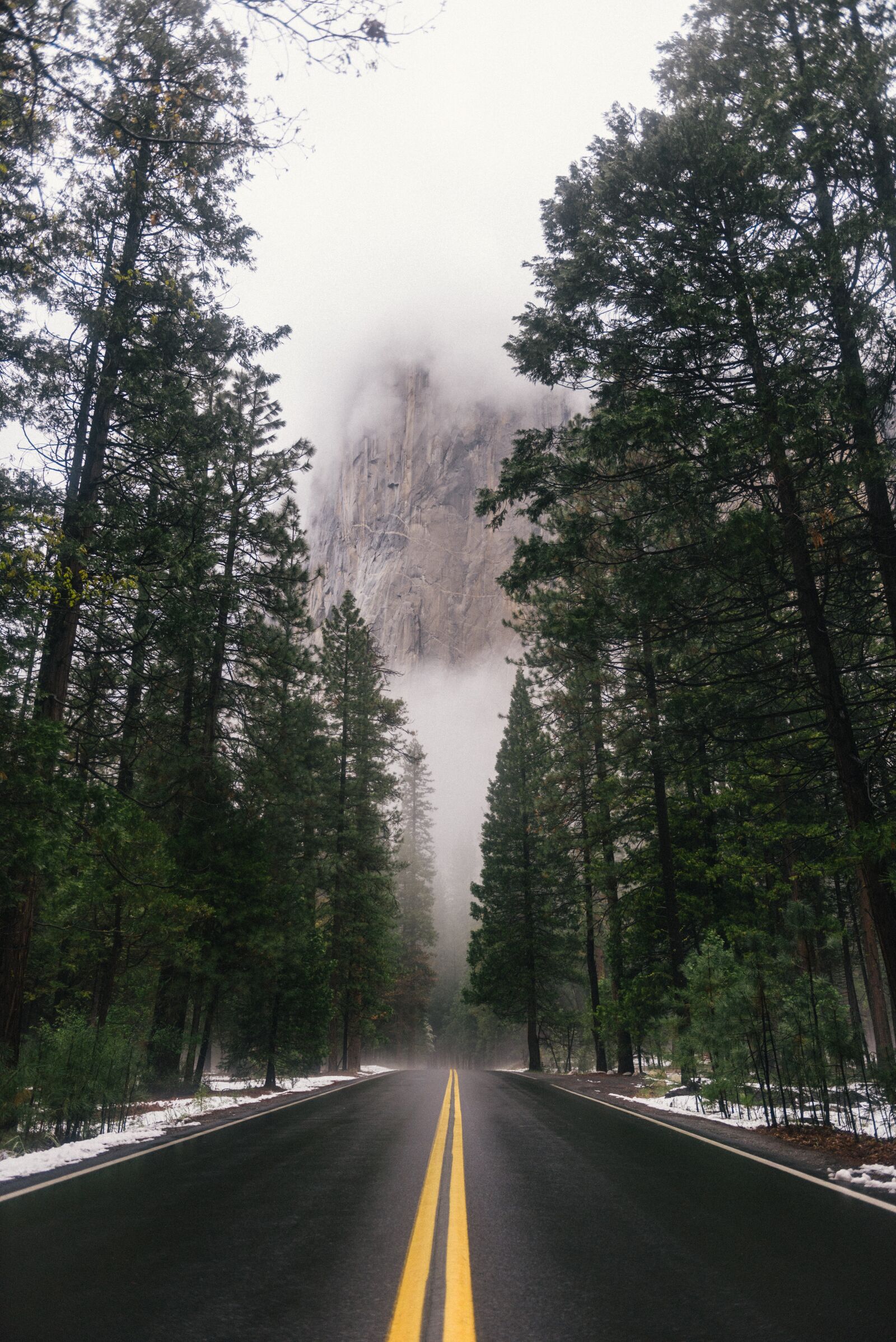 Nikon D810 sample photo. Cold, foggy, forest photography