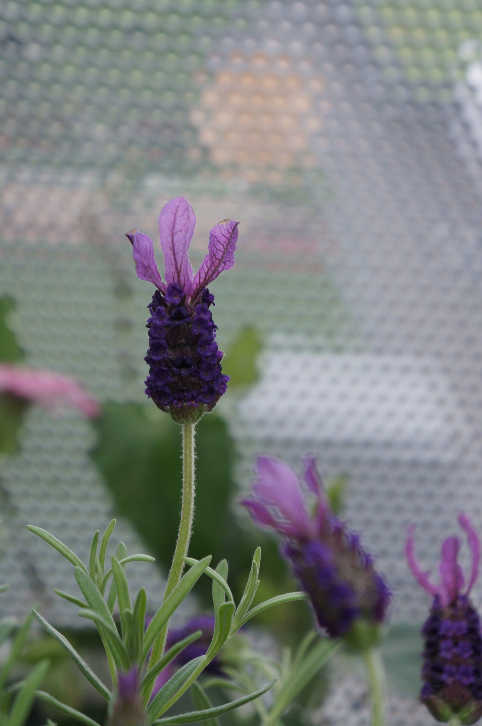 Sony Alpha NEX-5N sample photo. Lavender, lavandula angustifolia, balcony photography