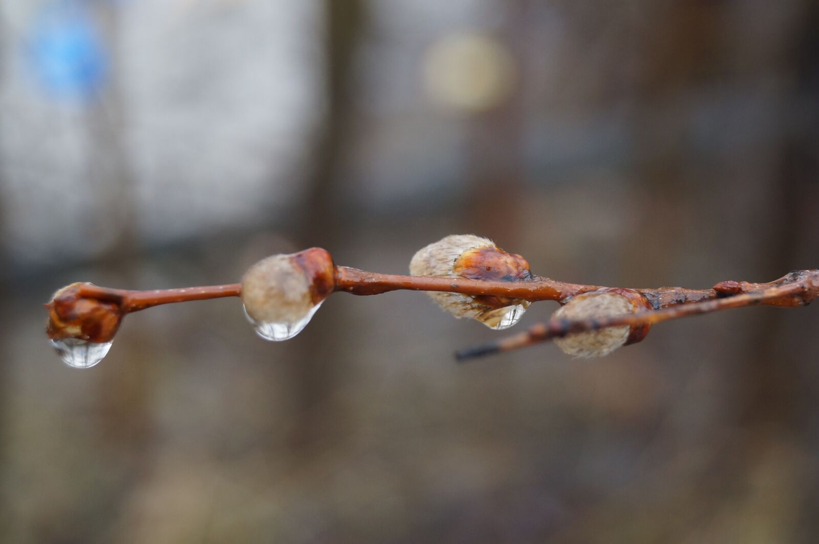 Sony SLT-A37 sample photo. Spring, rain, willow photography