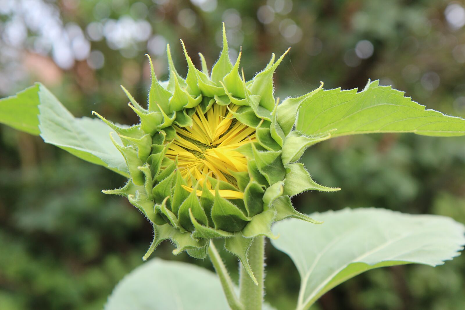 Canon EOS 600D (Rebel EOS T3i / EOS Kiss X5) sample photo. Sunflower, flower sun, flower photography