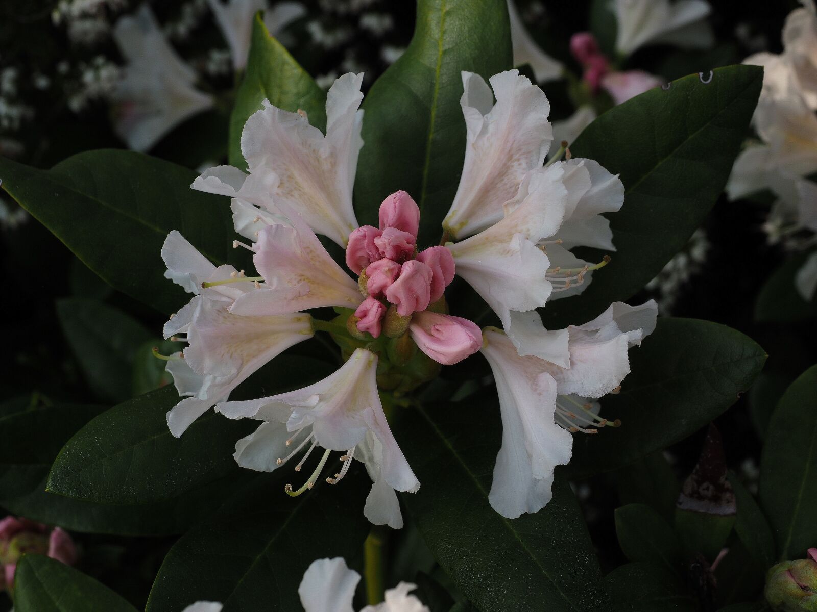 Olympus OM-D E-M1 + Olympus M.Zuiko Digital ED 12-40mm F2.8 Pro sample photo. Rhododendron, white, garden photography