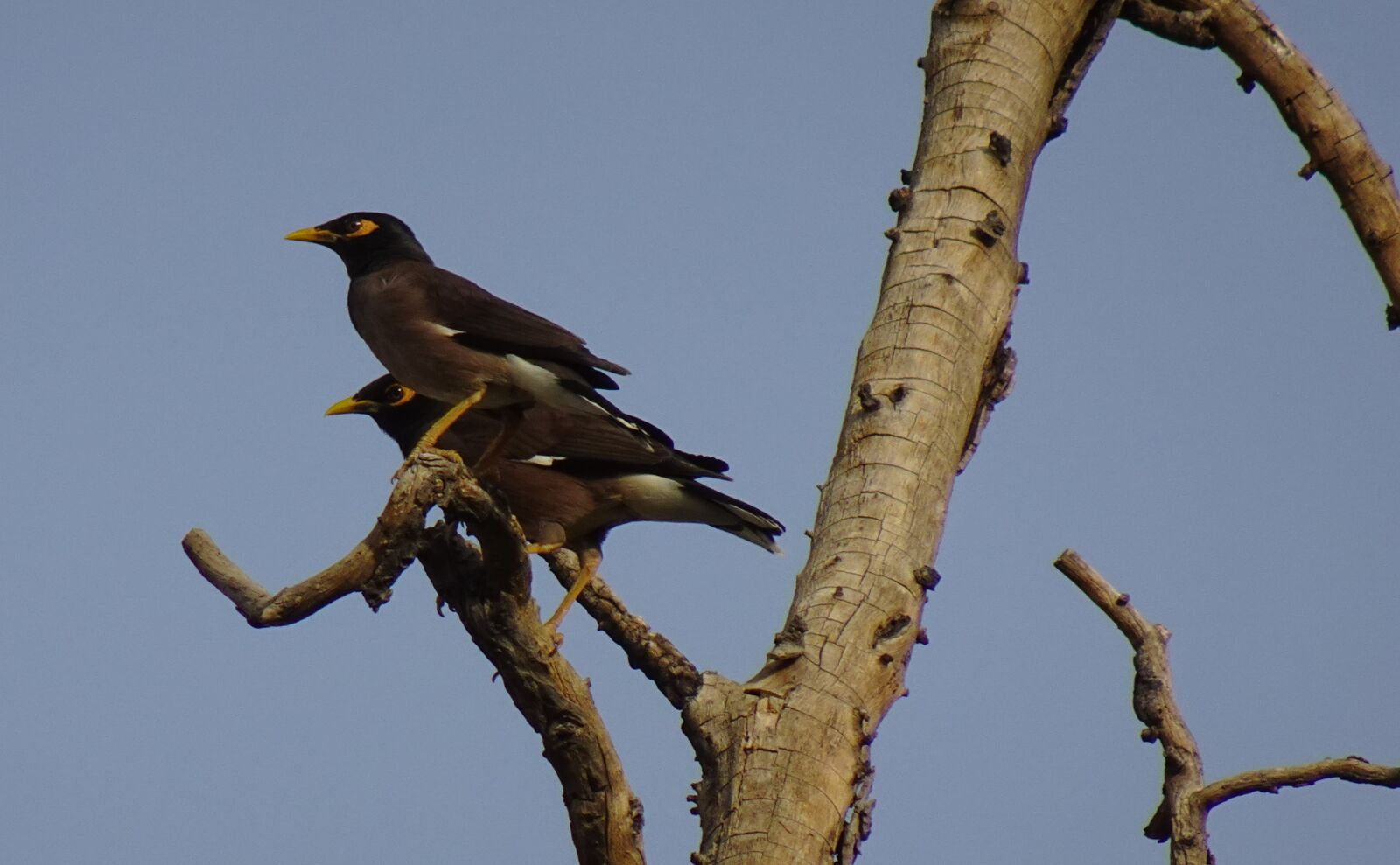 Sony DSC-WX800 sample photo. Common myna, indian myna photography