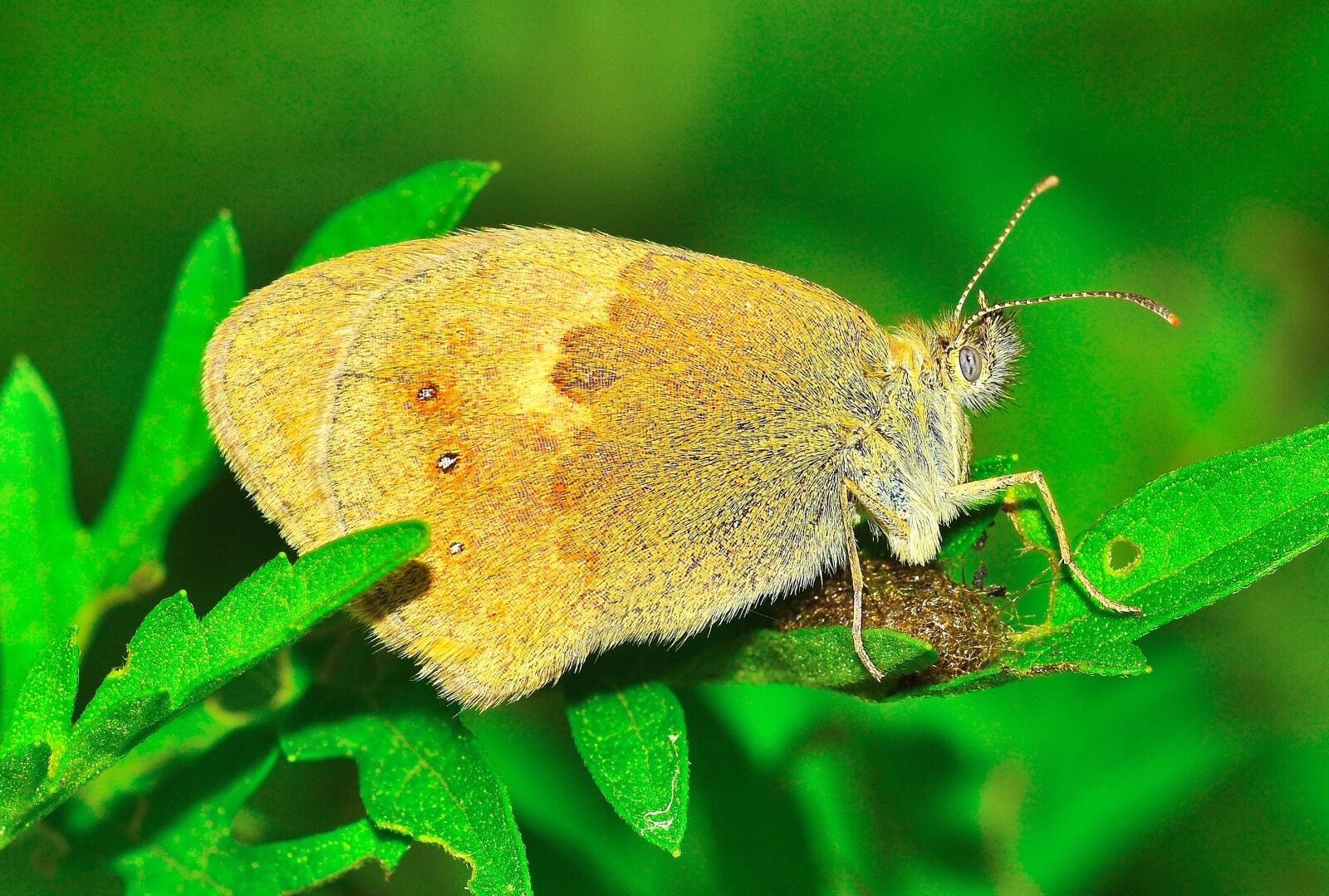 Nikon D7100 sample photo. Insects, moth, butterfly photography