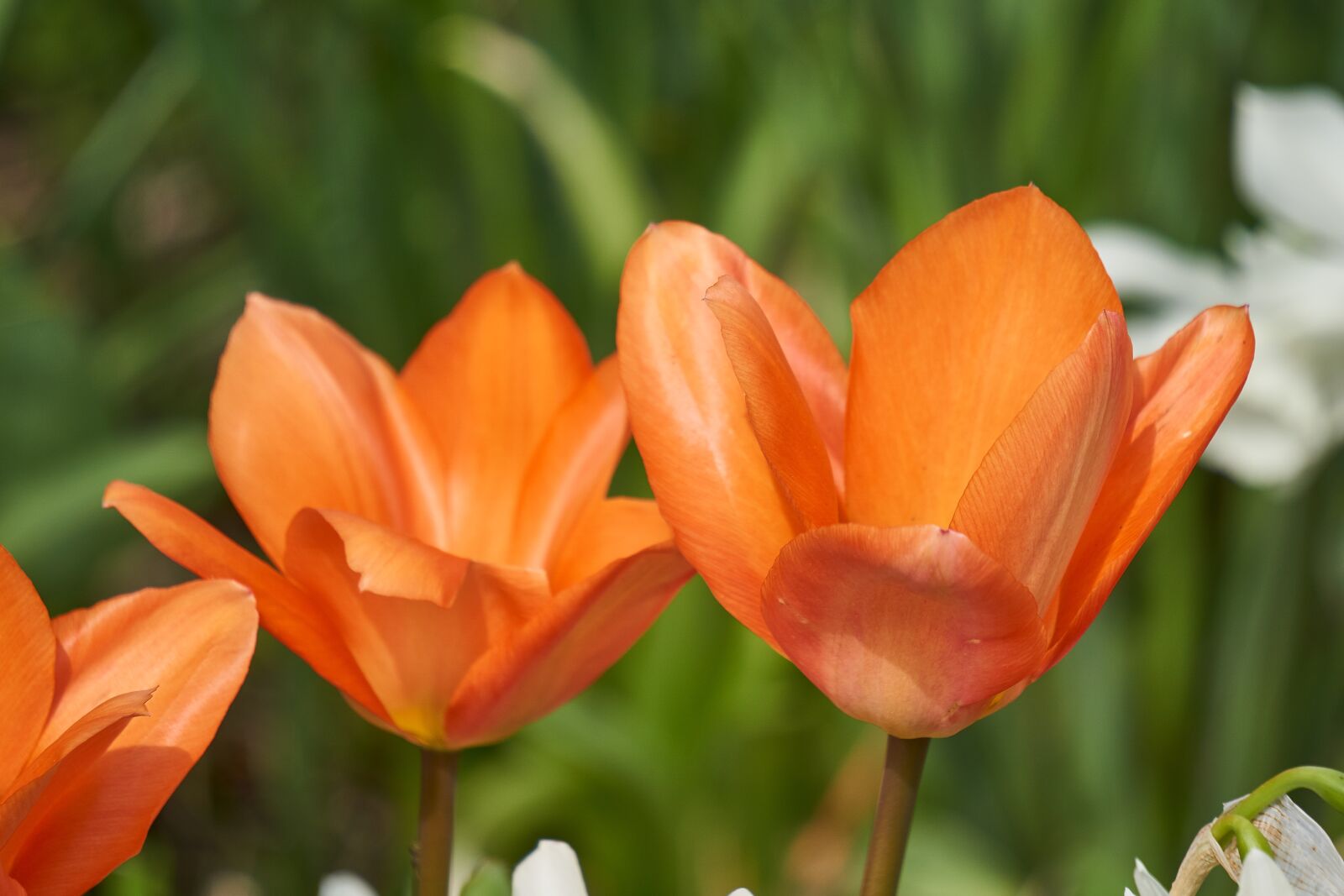 Sony E 55-210mm F4.5-6.3 OSS sample photo. Tulip, blossom, bloom photography