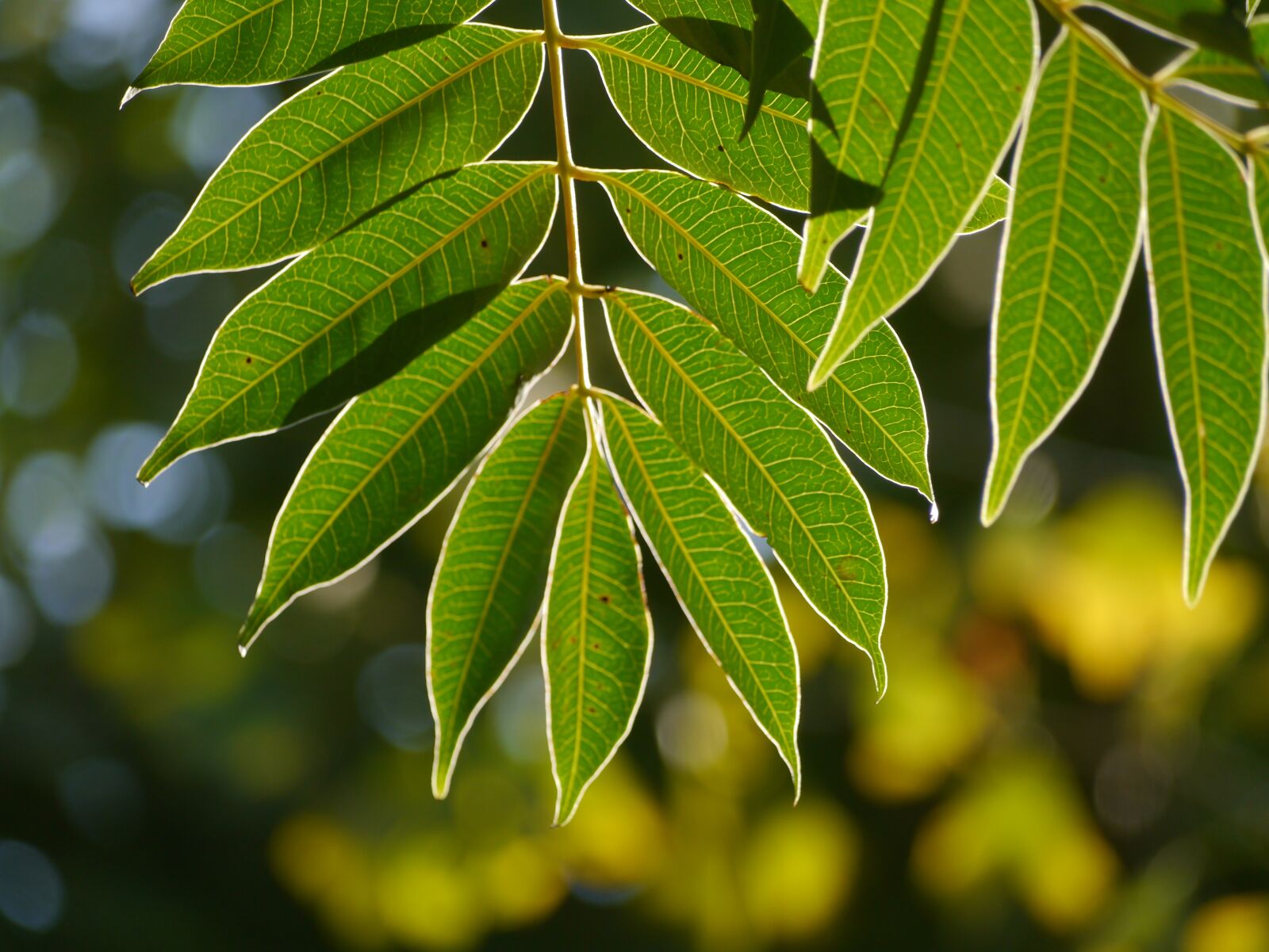 Panasonic Lumix DMC-GX1 sample photo. Leaf, branch, vein photography