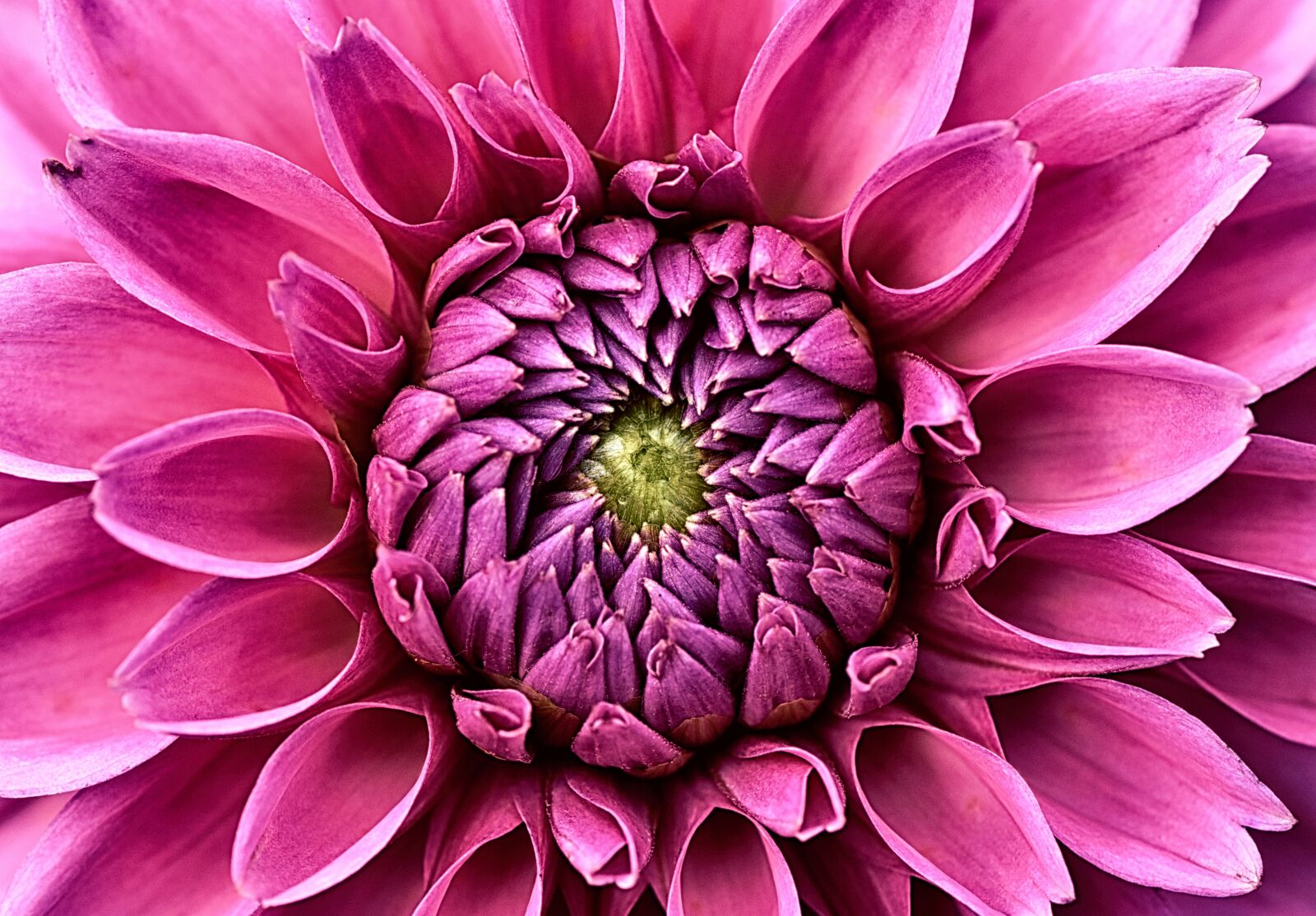 Nikon D7200 sample photo. Dahlia, dahlias, asteraceae photography