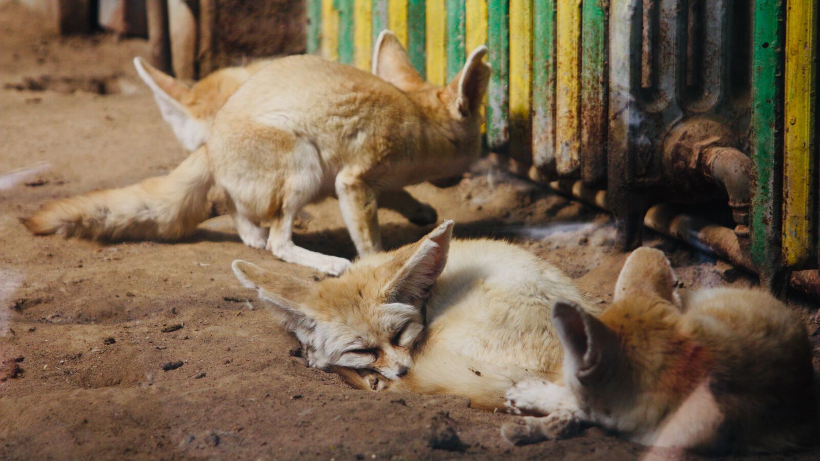 Canon EOS 450D (EOS Rebel XSi / EOS Kiss X2) sample photo. Fox, fennec fox, fennek photography