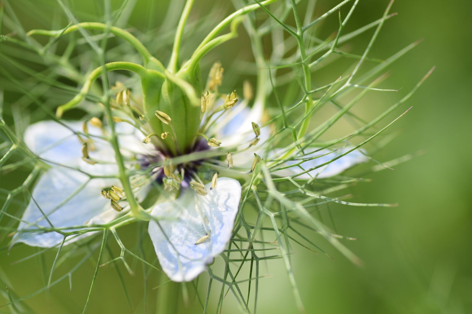 Nikon D5300 sample photo. Flower, blue flower, fragile photography