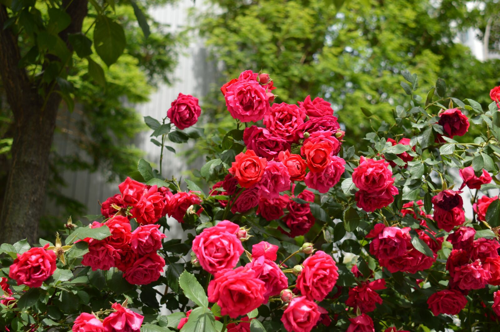 Nikon D3200 sample photo. Rose, flowers, nature photography