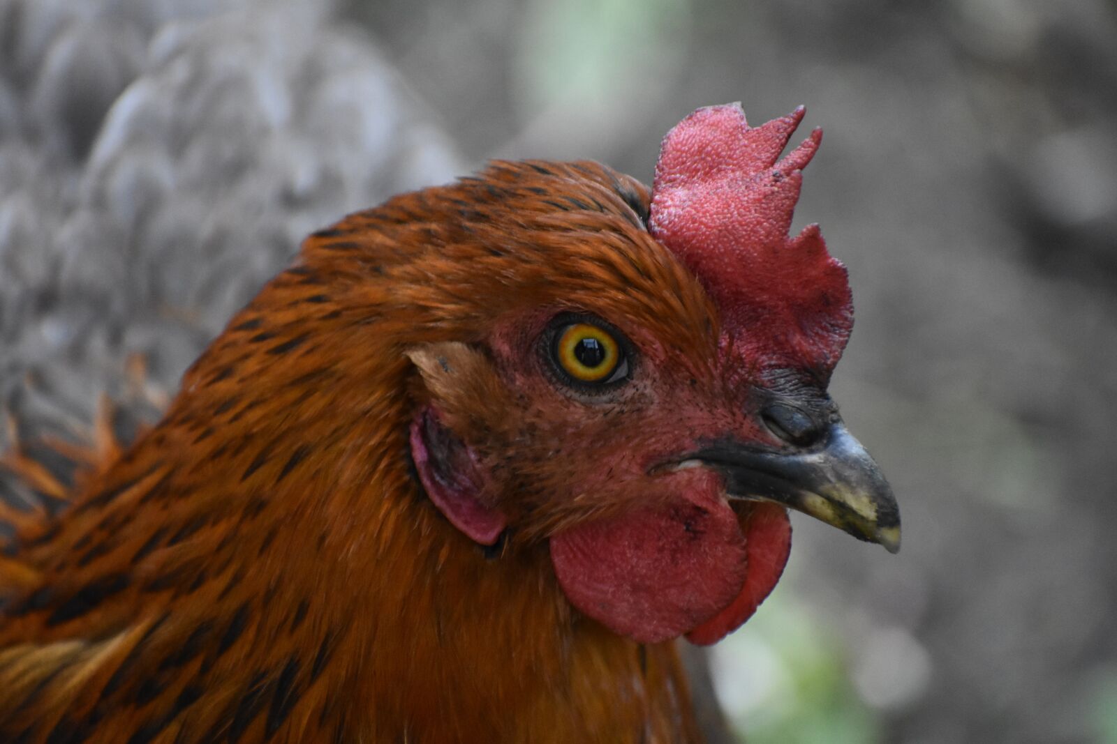Nikon D3400 sample photo. Hen, chicken, poultry photography