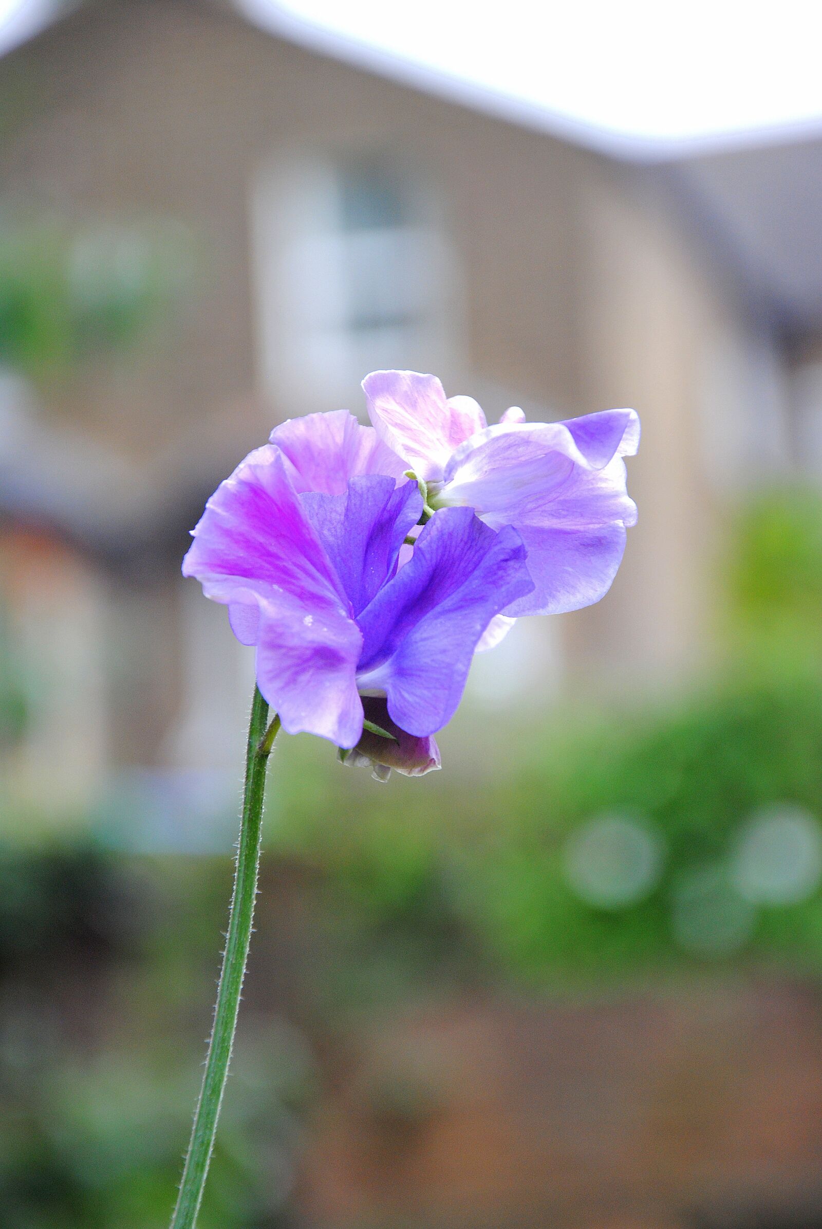 Nikon D3000 sample photo. Flower, colorful, summer photography