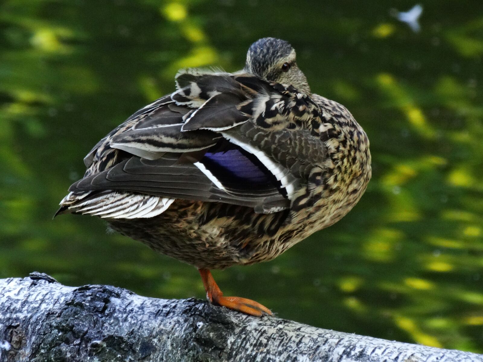 Sony Cyber-shot DSC-HX300 sample photo. Kaczor, water bird, wild photography