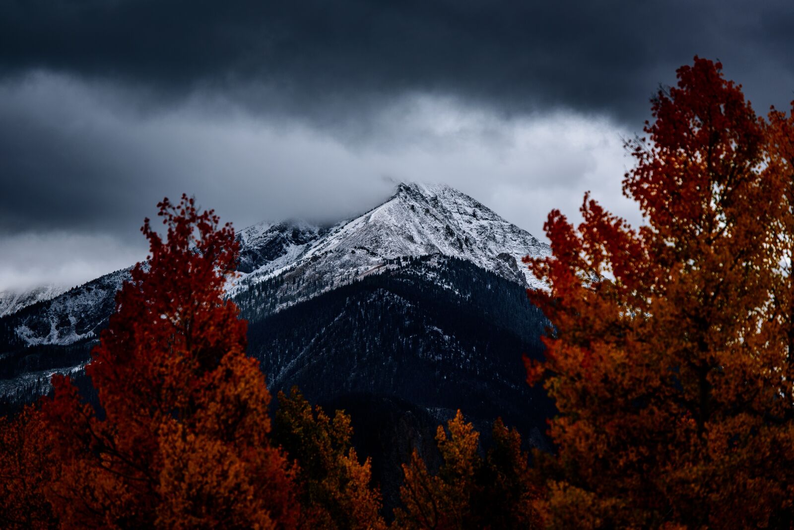 Nikon D750 sample photo. Conifer, dawn, daylight photography