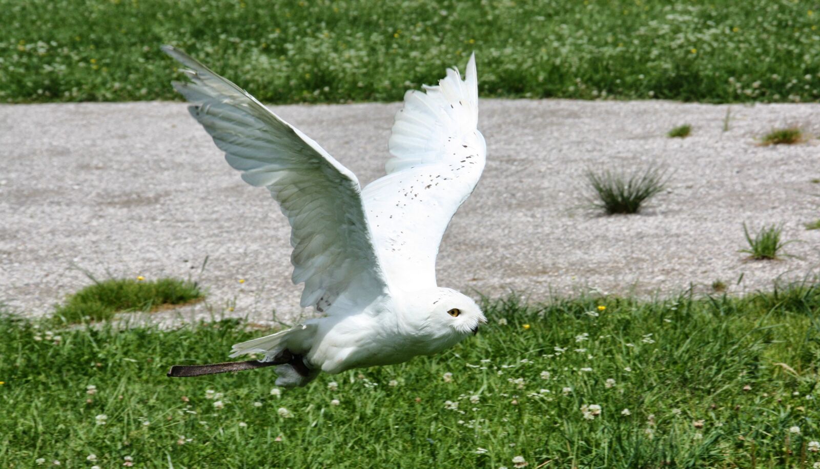 Canon EOS 450D (EOS Rebel XSi / EOS Kiss X2) sample photo. Nature, bird, grass photography