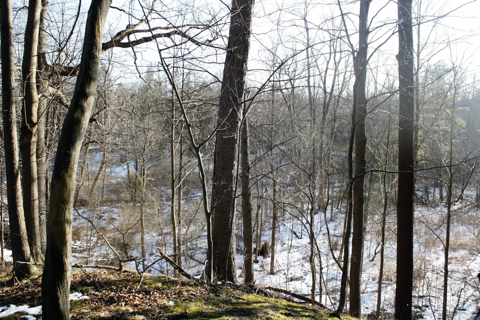 Canon EOS 1000D (EOS Digital Rebel XS / EOS Kiss F) sample photo. Winter, trees, snow photography