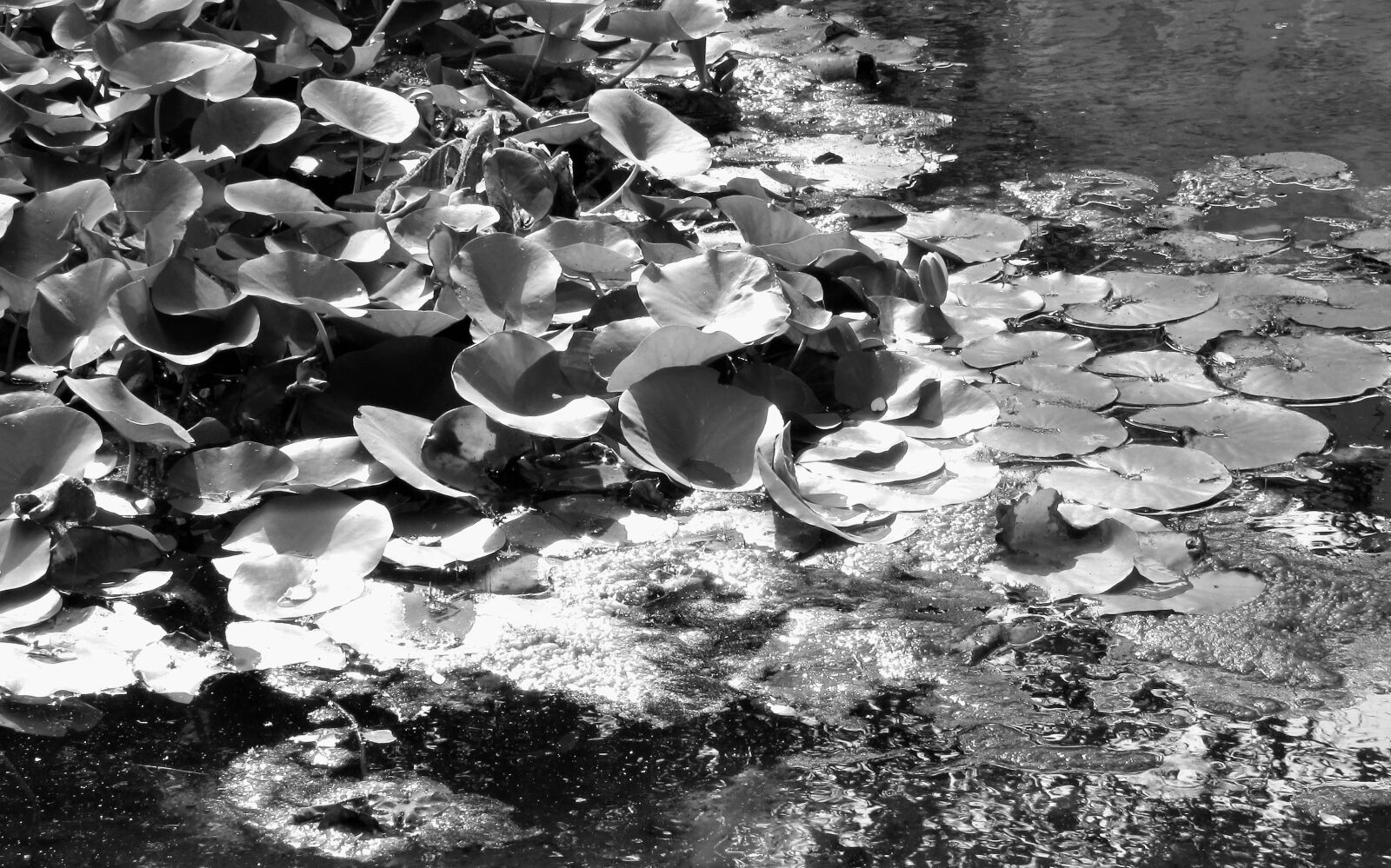 Canon PowerShot SX510 HS sample photo. White, black, flowers photography