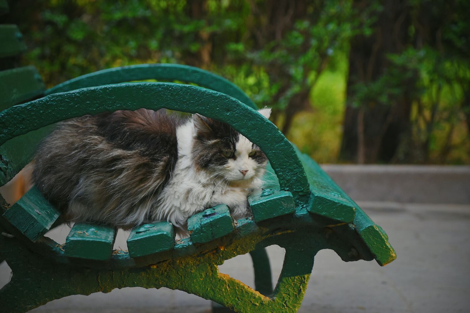 Nikon D7200 sample photo. Cat, chair, cute photography