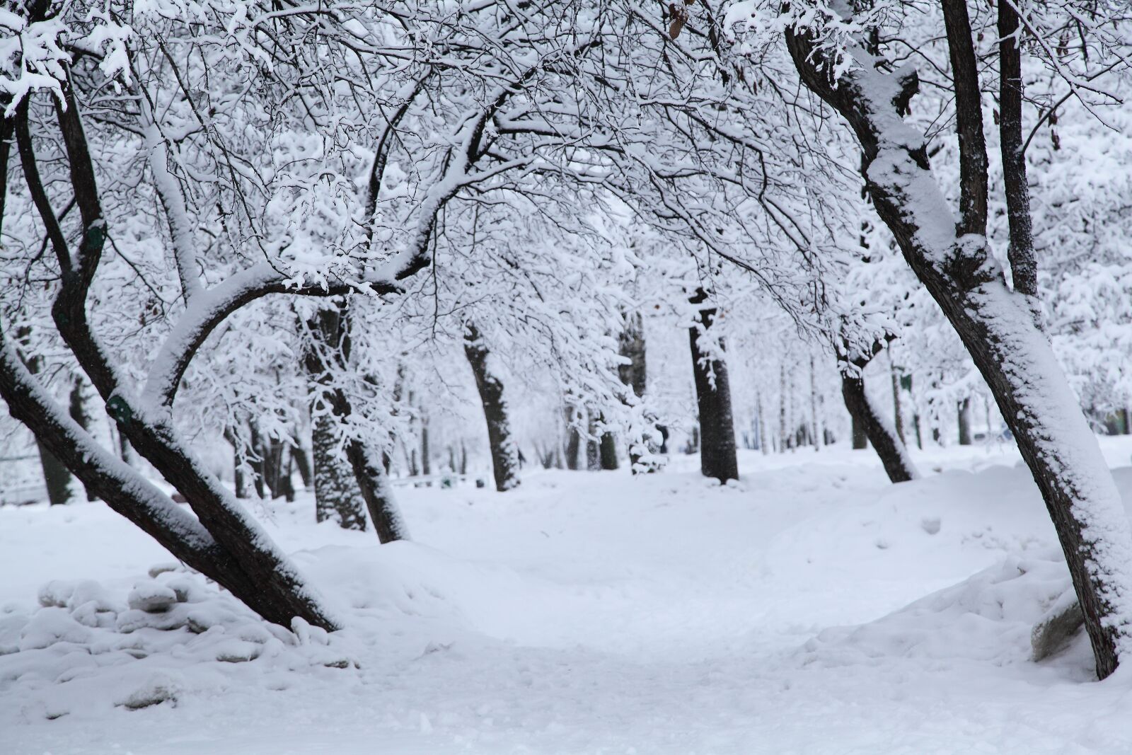 Canon EOS 5D Mark II sample photo. Russian winter, white snow photography