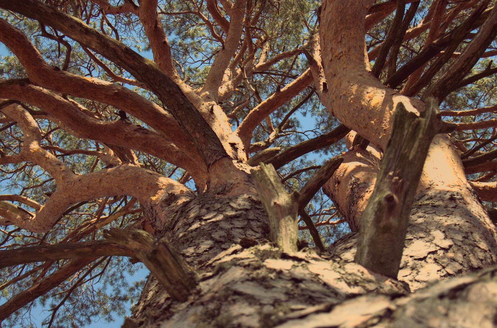 Nikon D5100 sample photo. Tree, bark, trunk photography