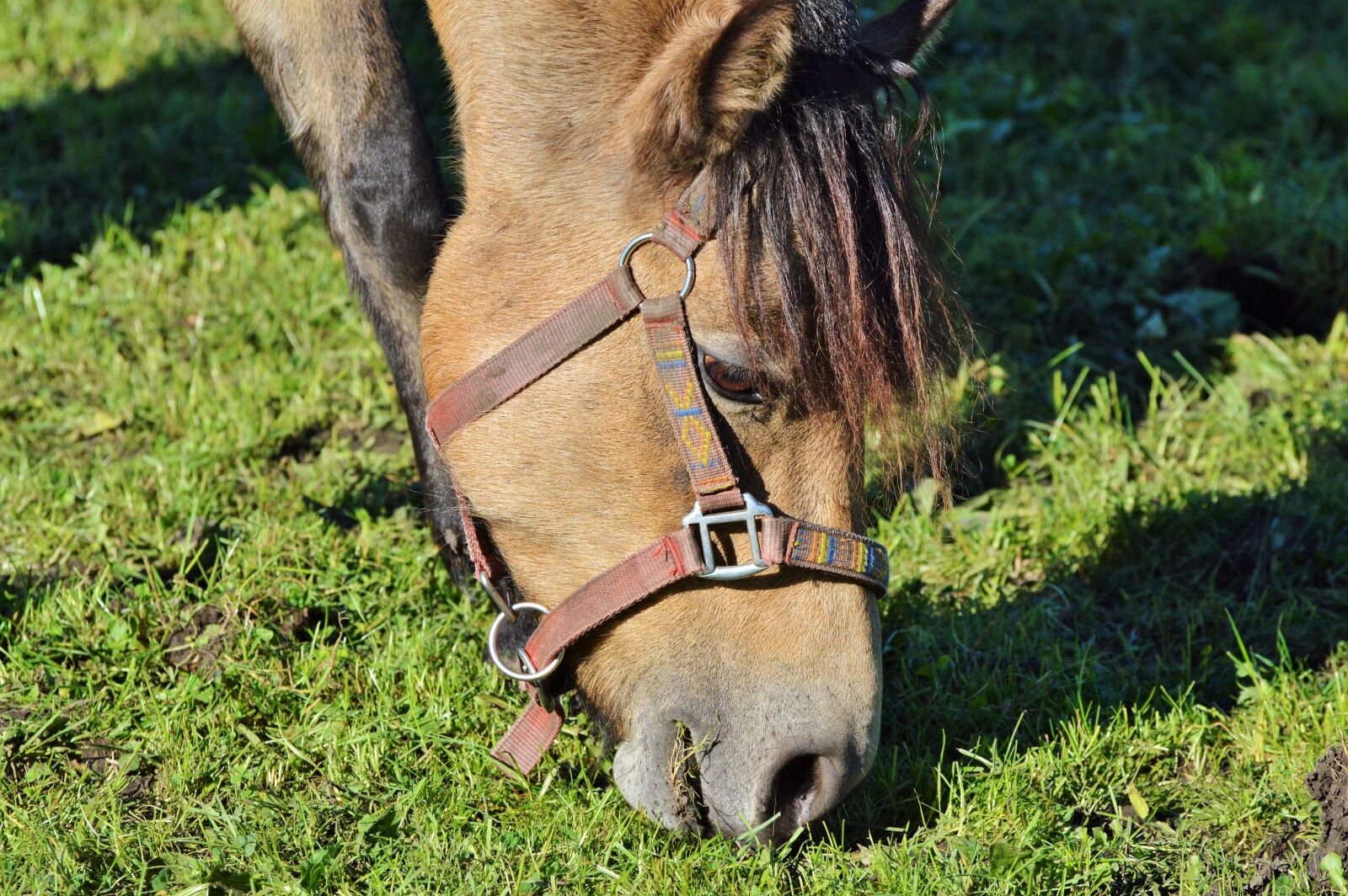 Nikon D3200 sample photo. Horse, ride, reiter photography