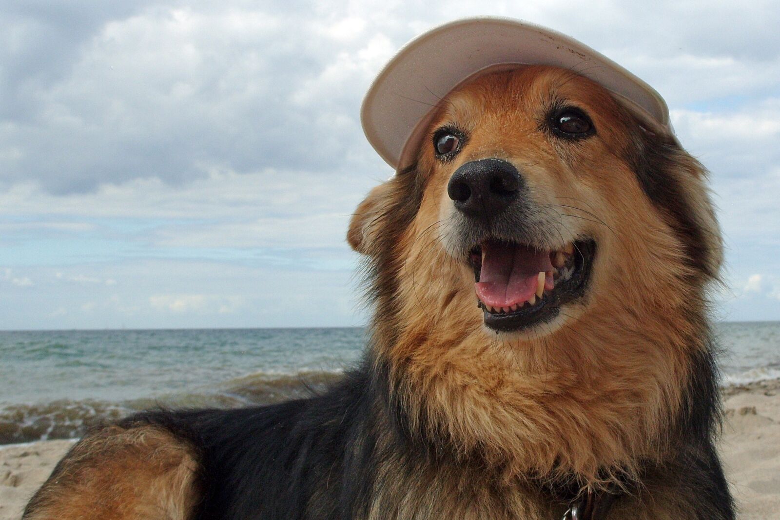 Samsung KENOX S1050  / Samsung S1050 sample photo. Dog, mixed breed dog photography